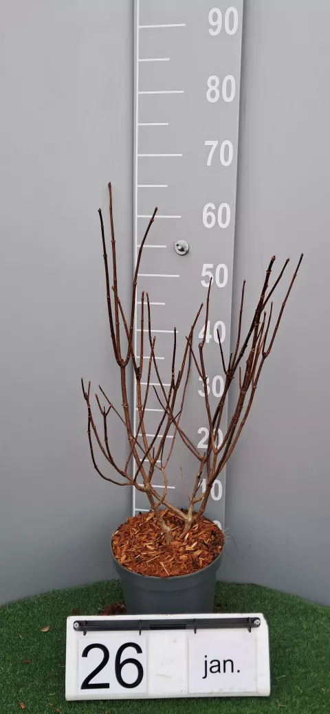 Hydrangea pan. 'Kyushu'