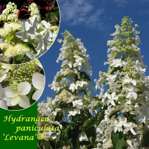 Hydrangea pan. 'Levana' ®