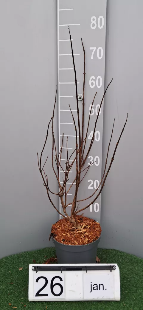 Hydrangea pan. 'Levana' ®