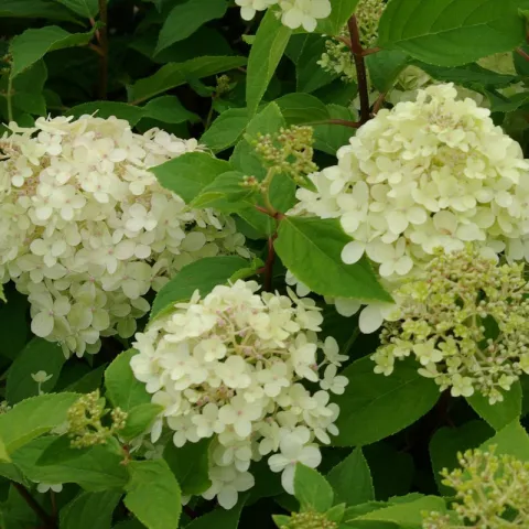 Hydrangea pan. 'Limelight '®