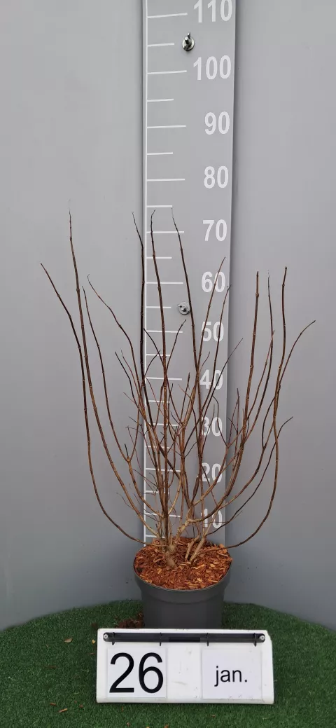 Hydrangea pan. 'Limelight '®