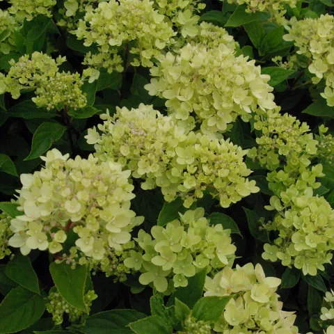Hydrangea pan. 'Little Lime '®