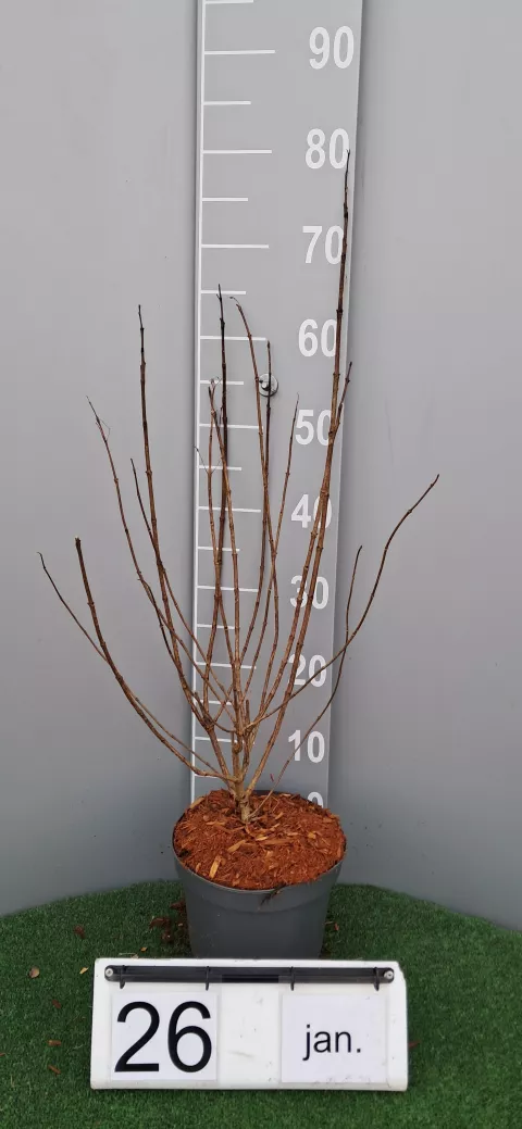 Hydrangea pan. 'Little Lime '®