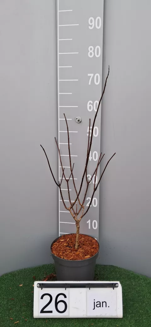 Hydrangea pan. 'Pinky Winky' ®