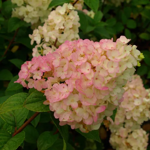 Hydrangea pan. SUNDAE FRAISE ® 'Rensun'