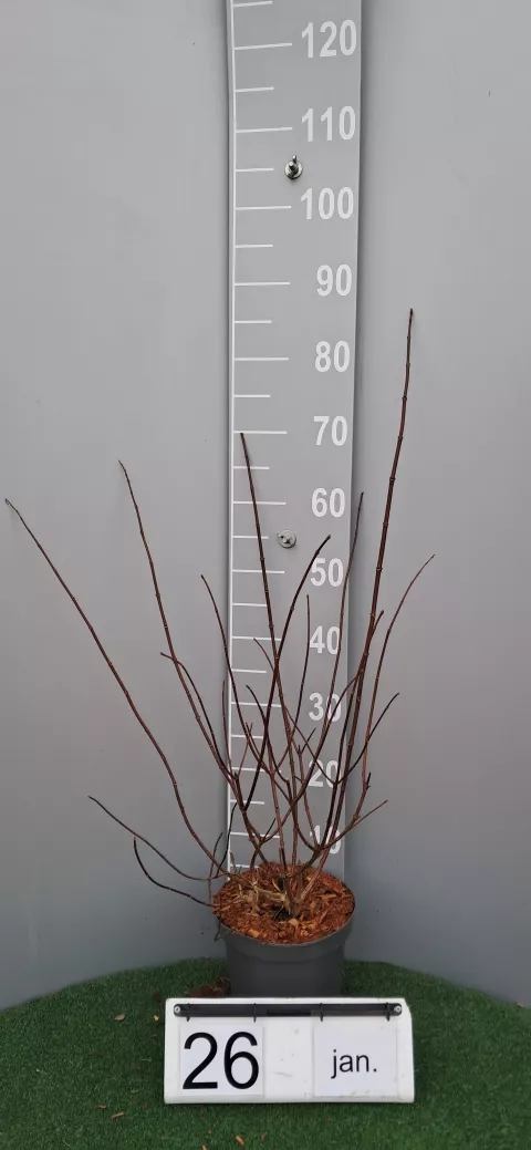 Hydrangea pan. SUNDAE FRAISE ® 'Rensun'