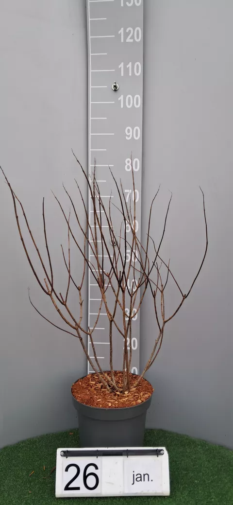 Hydrangea pan. 'Skyfall' ®