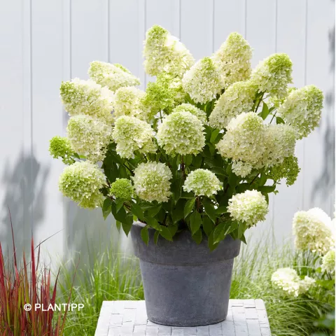 Hydrangea pan. 'Skyfall' ®