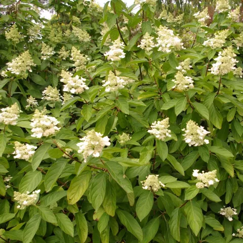 Hydrangea pan. 'Tardiva'