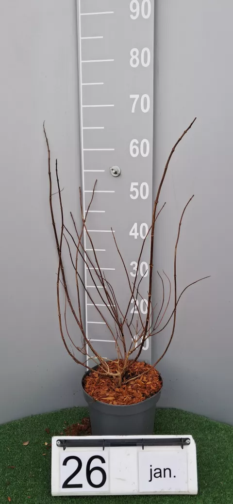 Hydrangea pan. 'Tardiva'