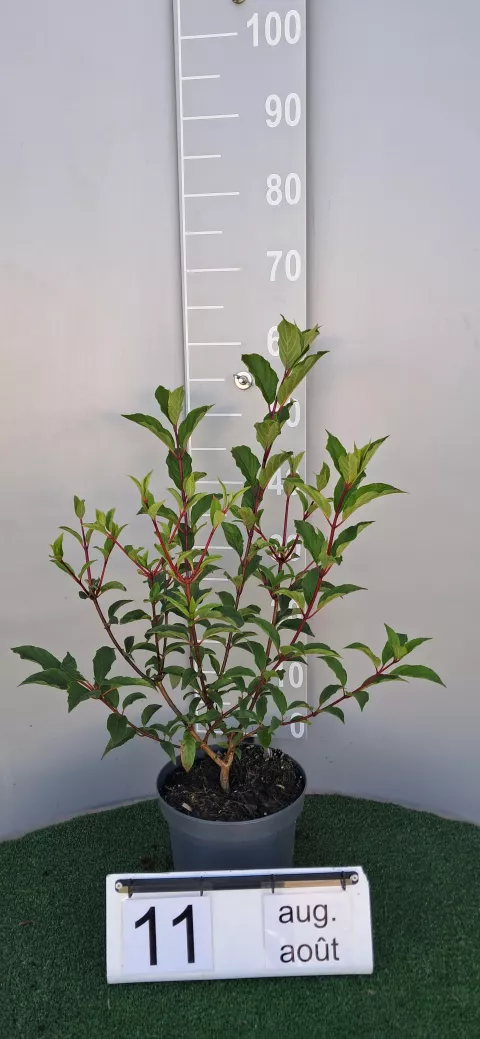 Hydrangea pan. VANILLE FRAISE ® 'Renhy'