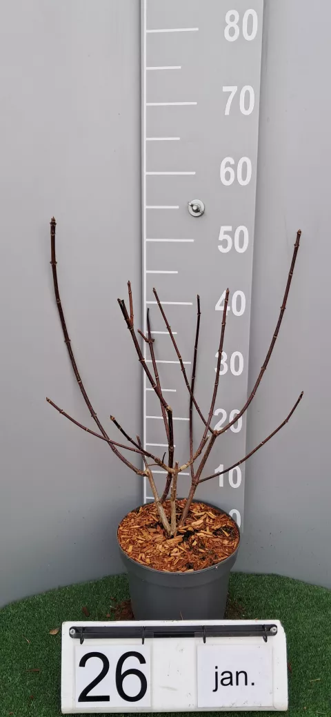 Hydrangea pan. 'Wim's Red' ®