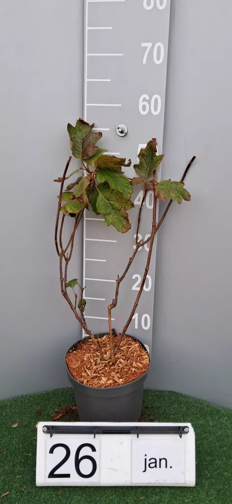 Hydrangea quer. 'Snow Flake'