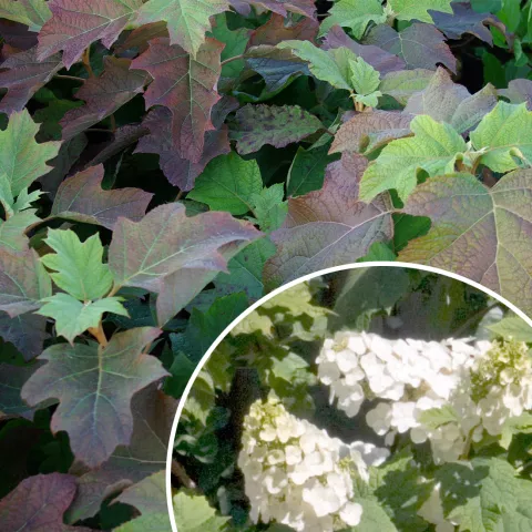 Hydrangea quer. 'Snow Queen' ('Flemygea')