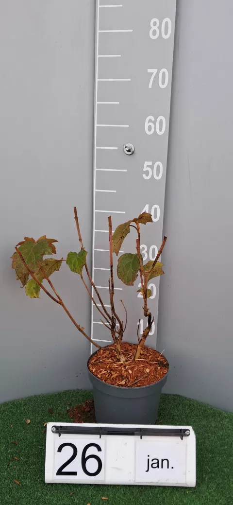 Hydrangea quer. 'Snow Queen' ('Flemygea')