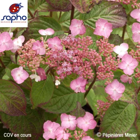 Hydrangea serrata AVELROZ ® 'Dolmyf'