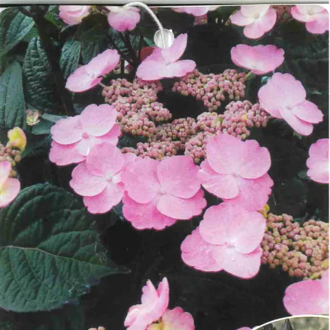 Hydrangea serrata 'Daredevil' ®