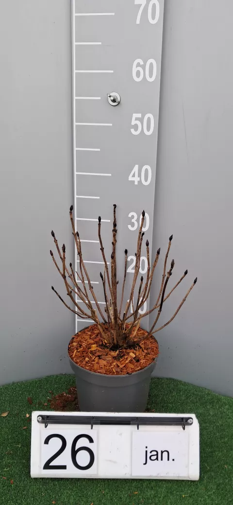 Hydrangea serrata 'Daredevil' ®