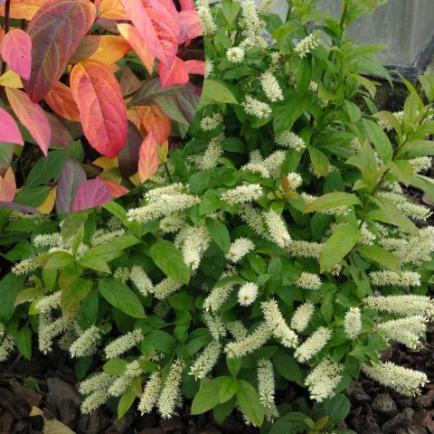 Itea virginica 'Henry's Garnet'