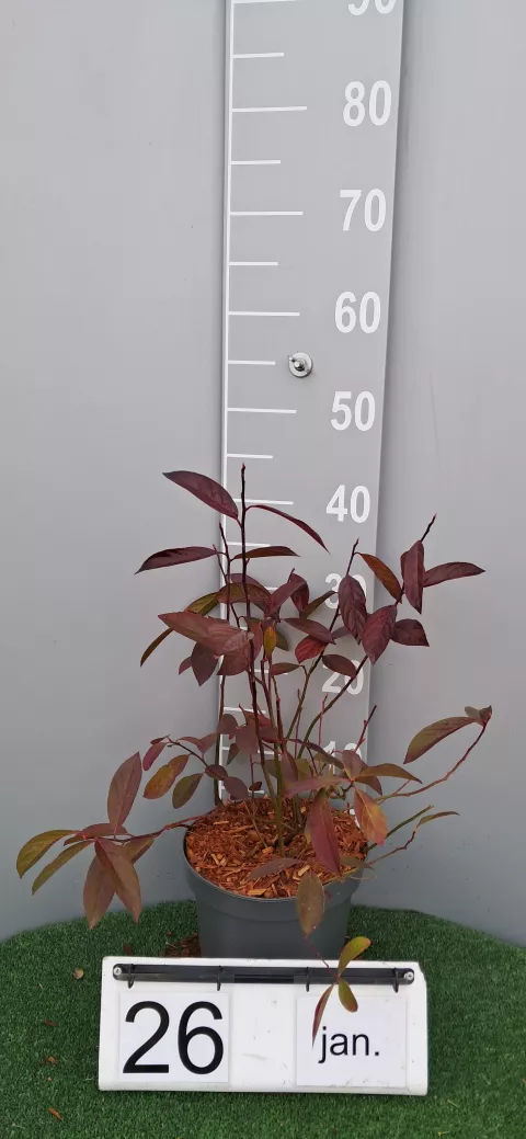 Itea virginica 'Henry's Garnet'