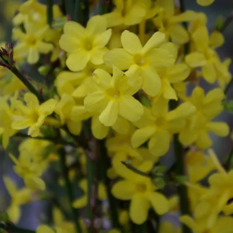 Jasminum nudiflorum