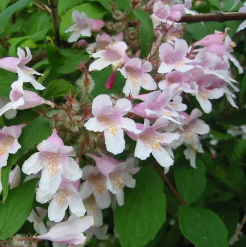 Kolkwitsia am. 'Pink Cloud'