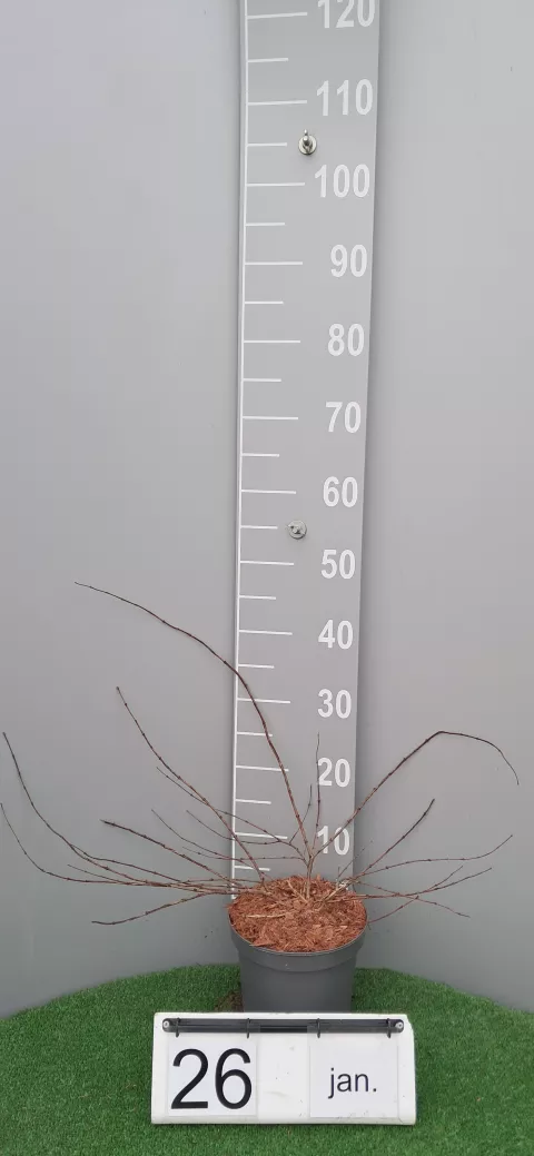 Kolkwitsia am. 'Pink Cloud'