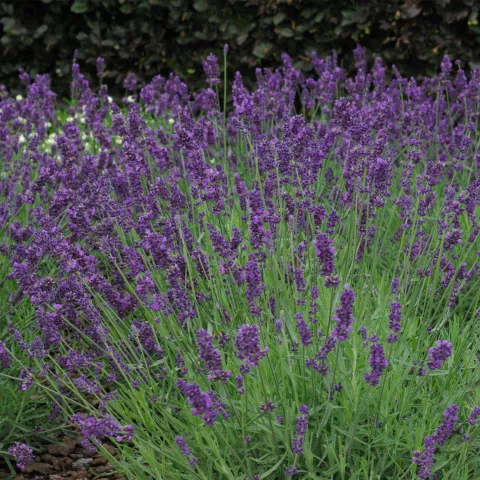 Lavandula ang. 'Hidcote'