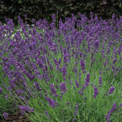 Lavandula ang. 'Hidcote'