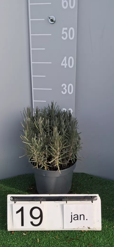 Lavandula ang. 'Munstead'