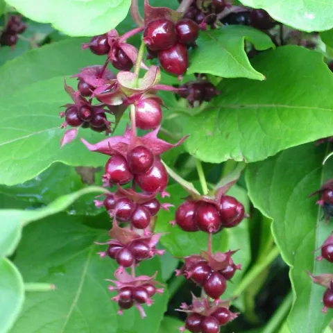 Leycesteria formosa 'Purple Rain'