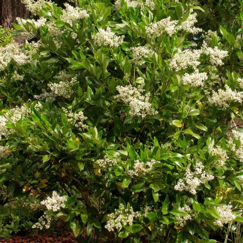 Ligustrum japonicum 'Korean Dwarf'