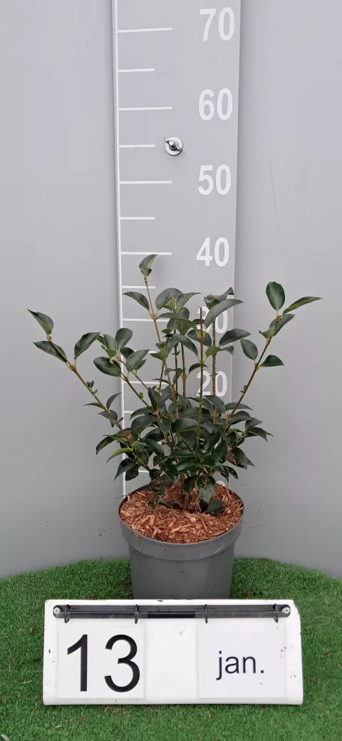 Ligustrum japonicum 'Korean Dwarf'