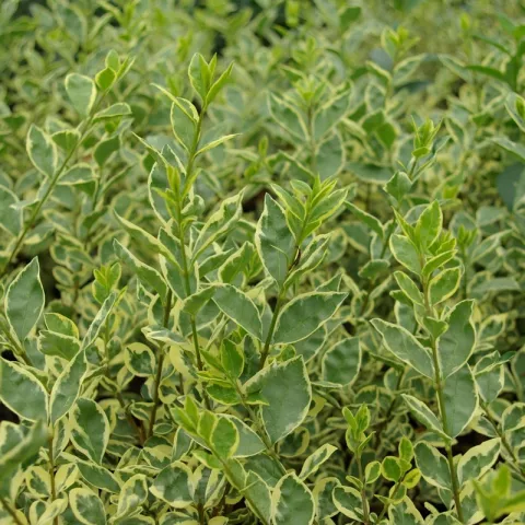 Ligustrum ovalifolium 'Argenteum'