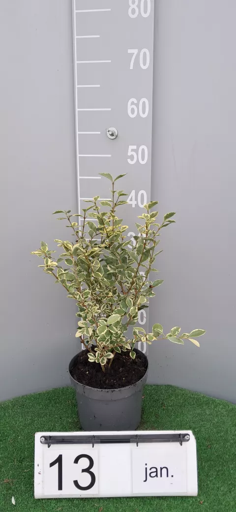 Ligustrum ovalifolium 'Argenteum'
