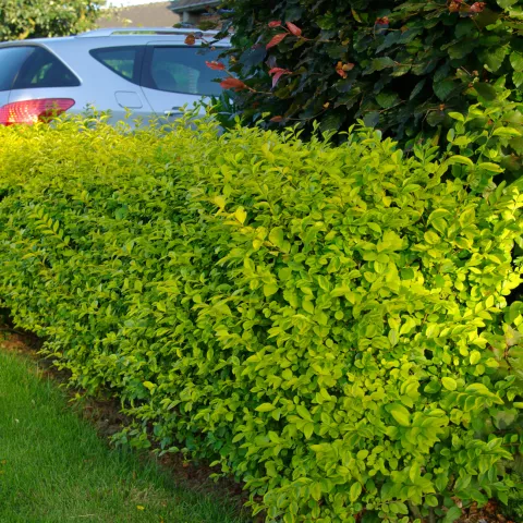 Ligustrum ovalifolium 'Aureum'