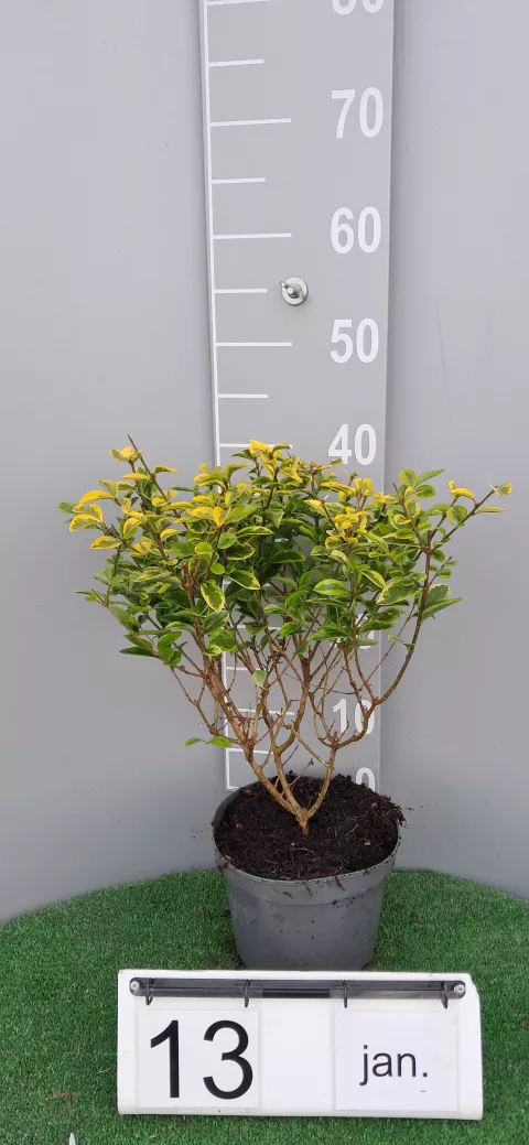 Ligustrum ovalifolium 'Aureum'