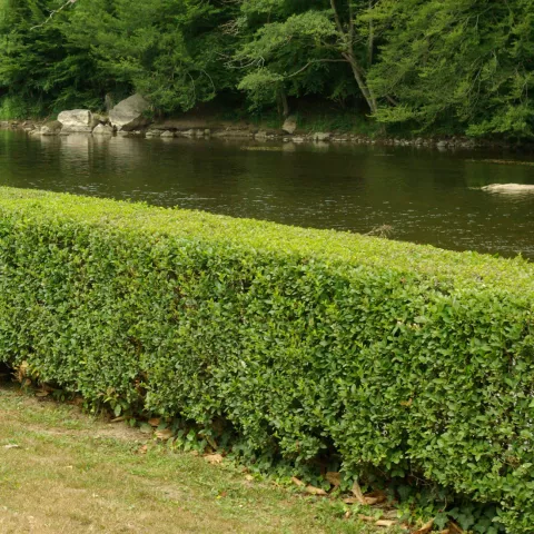 Ligustrum ovalifolium