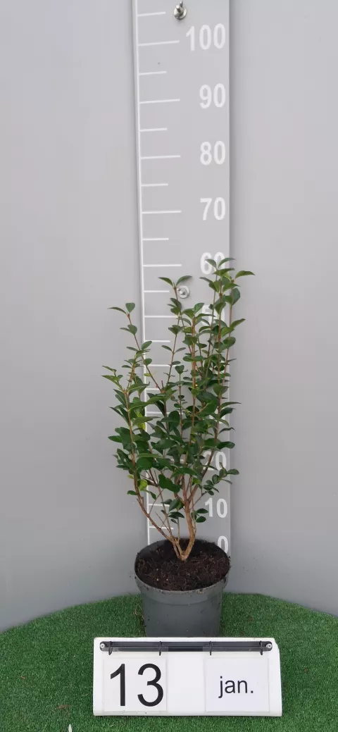 Ligustrum ovalifolium