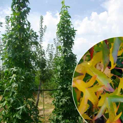Liquidambar styr. 'Slender Silhouette'