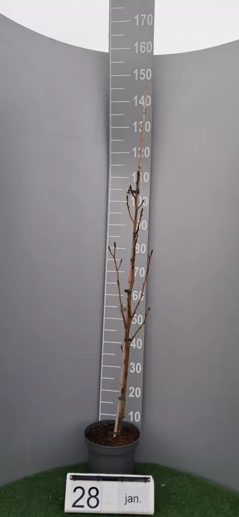 Liquidambar styr. 'Slender Silhouette'