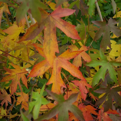 Liquidambar styraciflua 'Worplesdon'