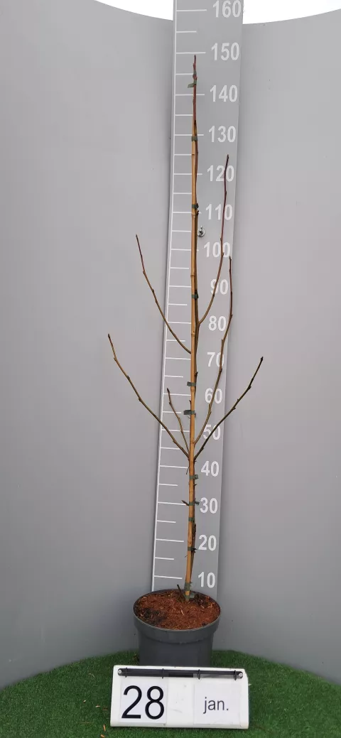 Liquidambar styraciflua 'Worplesdon'