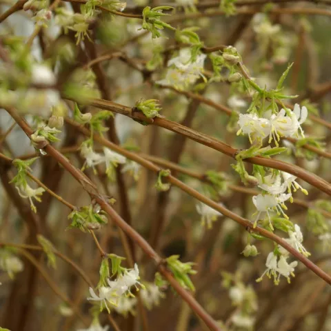 Lonicera fragrantissima