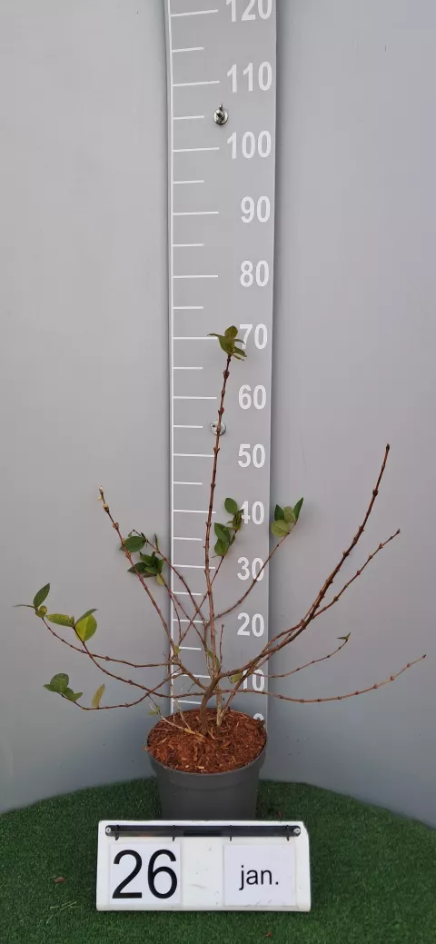 Lonicera fragrantissima