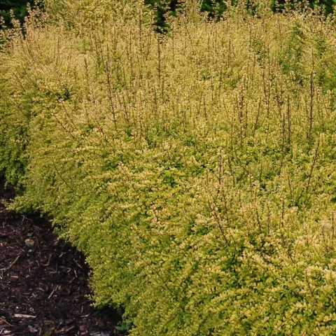 Lonicera nitida 'Baggescens' Gold'