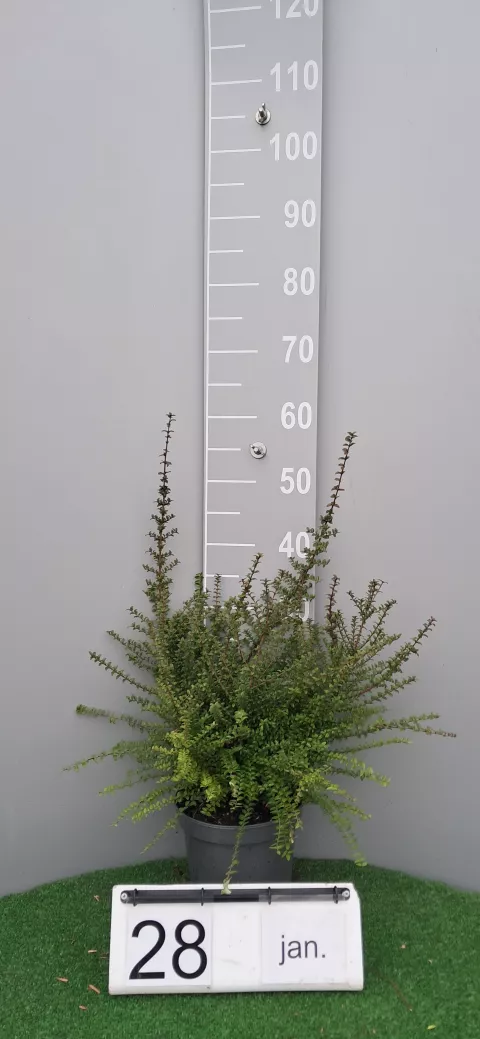 Lonicera nitida