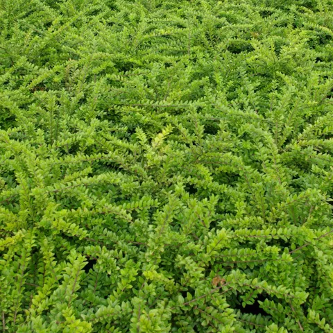 Lonicera nitida 'Maigrun'