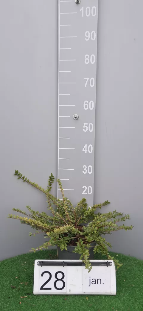 Lonicera nitida 'Maigrun'