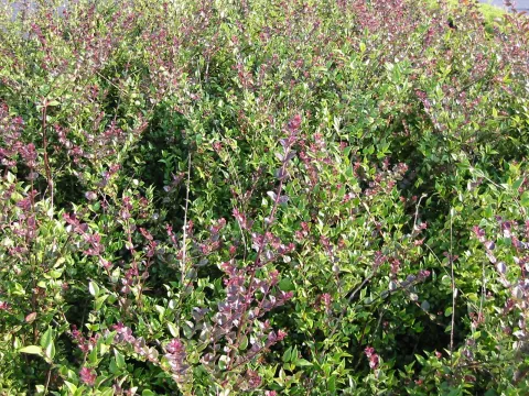 Lonicera nitida 'Red Tips'